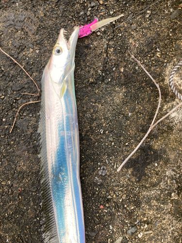 タチウオの釣果
