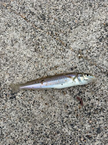キスの釣果