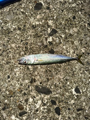 サバの釣果