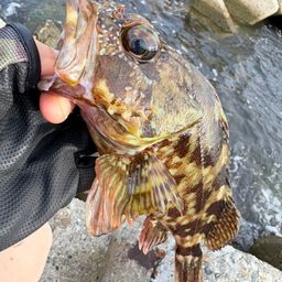 ガシラ