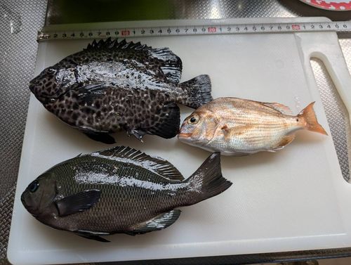 イシガキダイの釣果