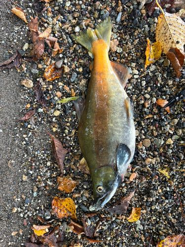 ヒメマスの釣果