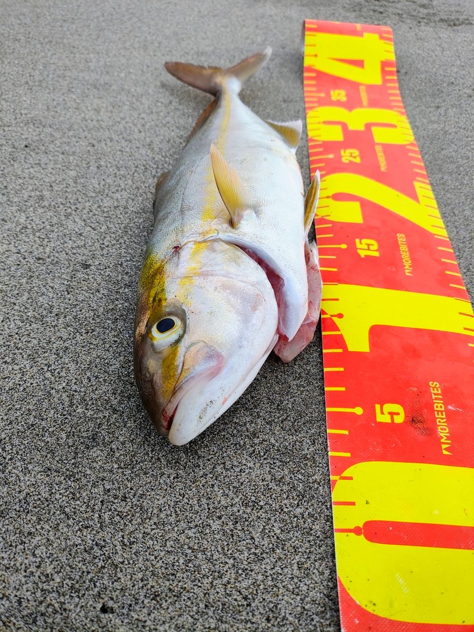 シマノ　23ディアルーナ90ML　最安値 SHIMANO 23ディアルーナ S90MLの最安値・インプレ・釣果 | 本音