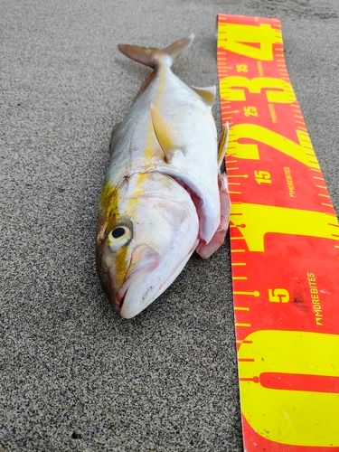 ショゴの釣果
