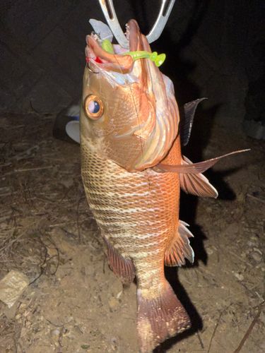 マングローブジャックの釣果