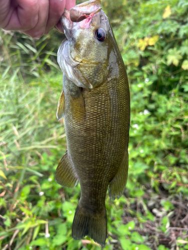 スモールマウスバスの釣果