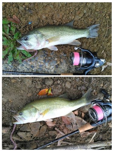 ブラックバスの釣果