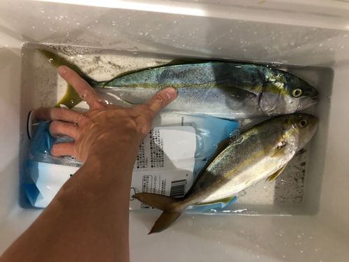 イナダの釣果