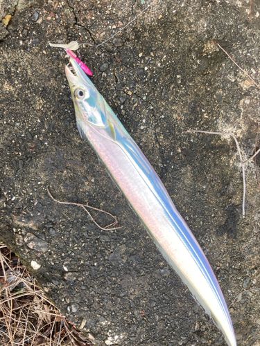 タチウオの釣果