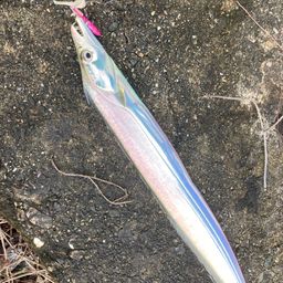 タチウオ
