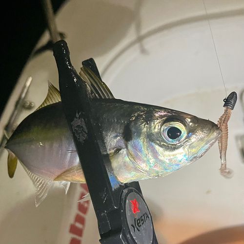 マアジの釣果