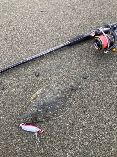 ソゲの釣果