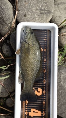 スモールマウスバスの釣果