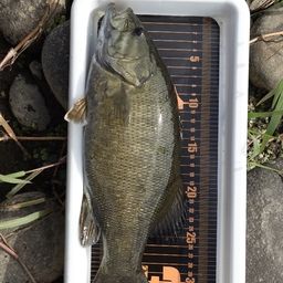 スモールマウスバス