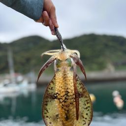 アオリイカ