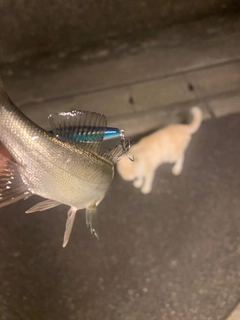 セイゴ（マルスズキ）の釣果