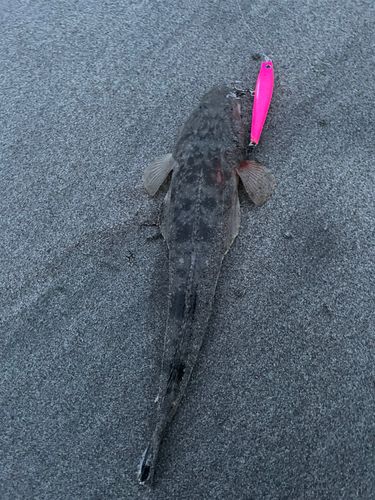 マゴチの釣果