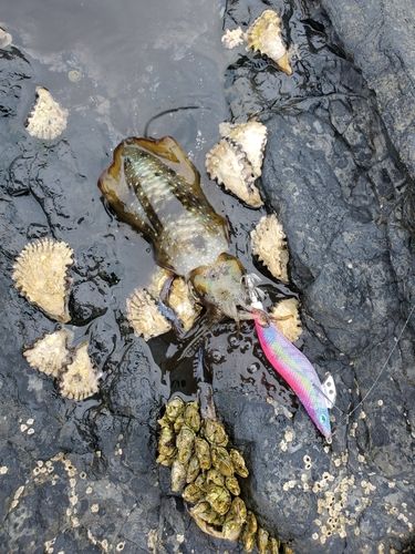 アオリイカの釣果