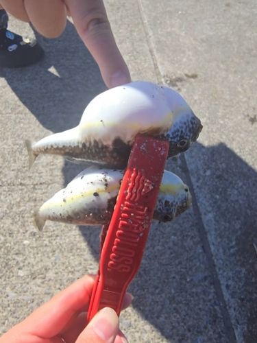 釜石湾