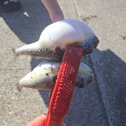 クサフグ