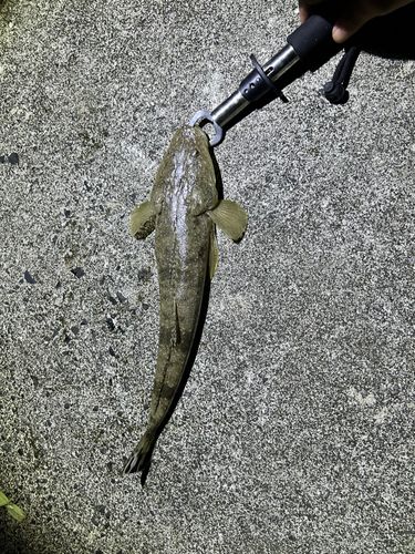 マゴチの釣果