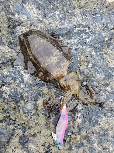 アオリイカの釣果