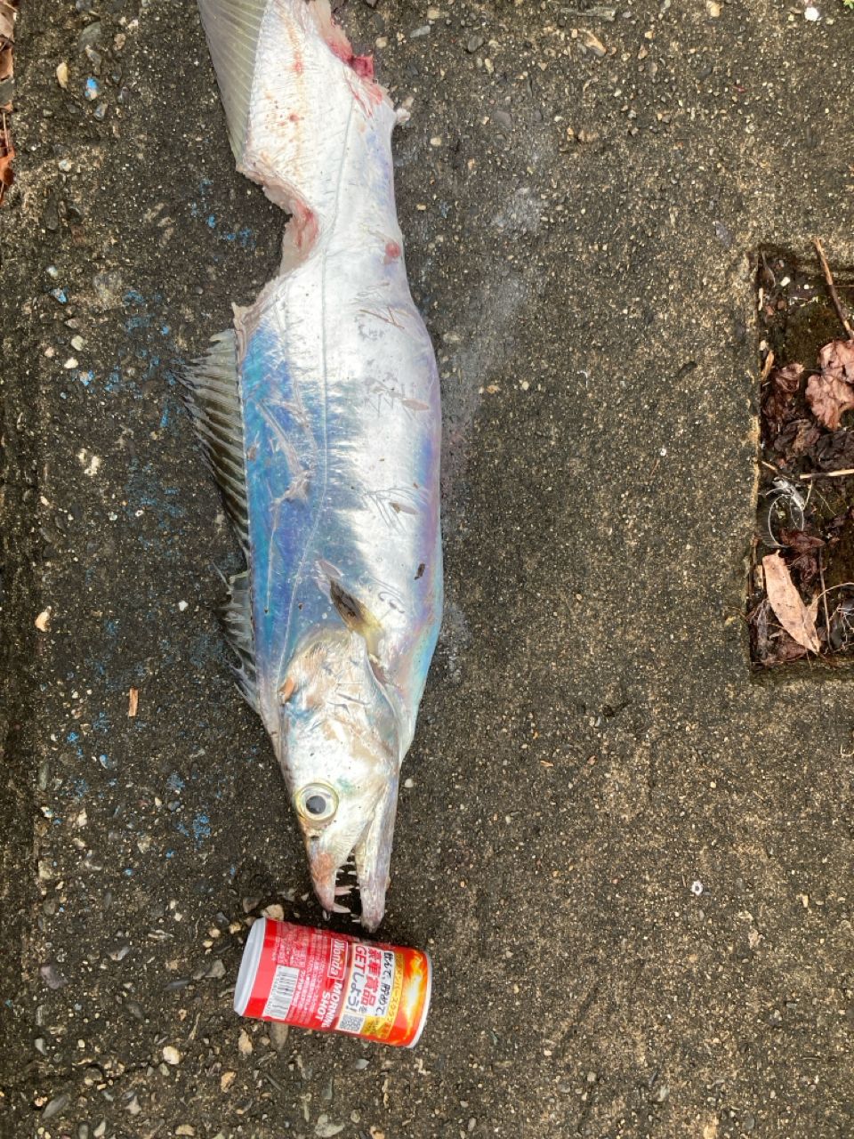 タチウオ