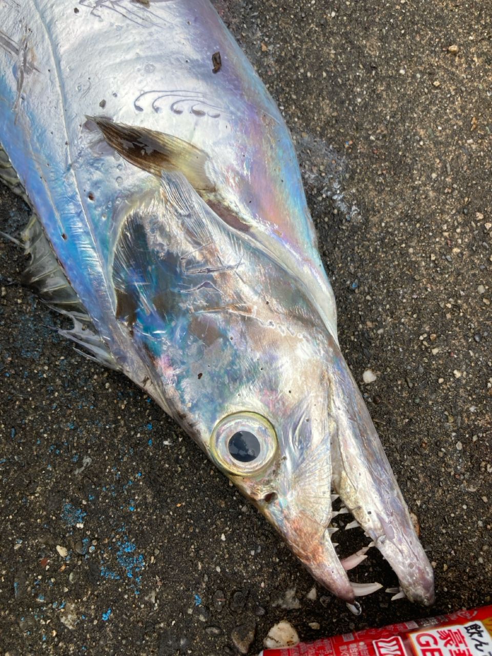 タチウオ