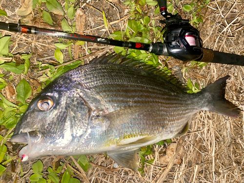 ヘダイの釣果