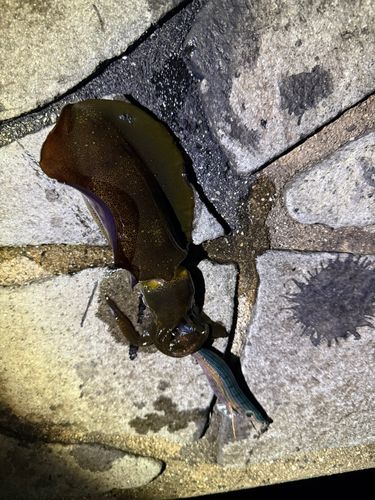 狩留家海浜公園