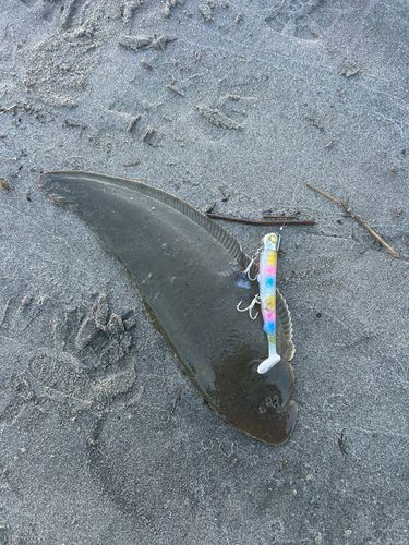 シタビラメの釣果