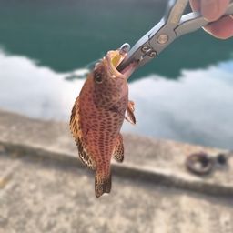 オオモンハタ