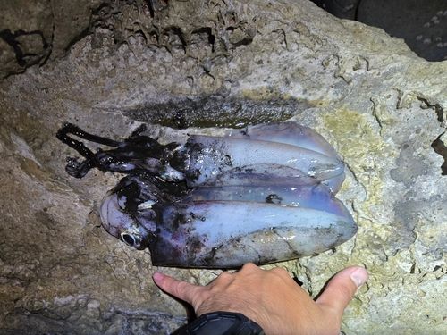 アオリイカの釣果