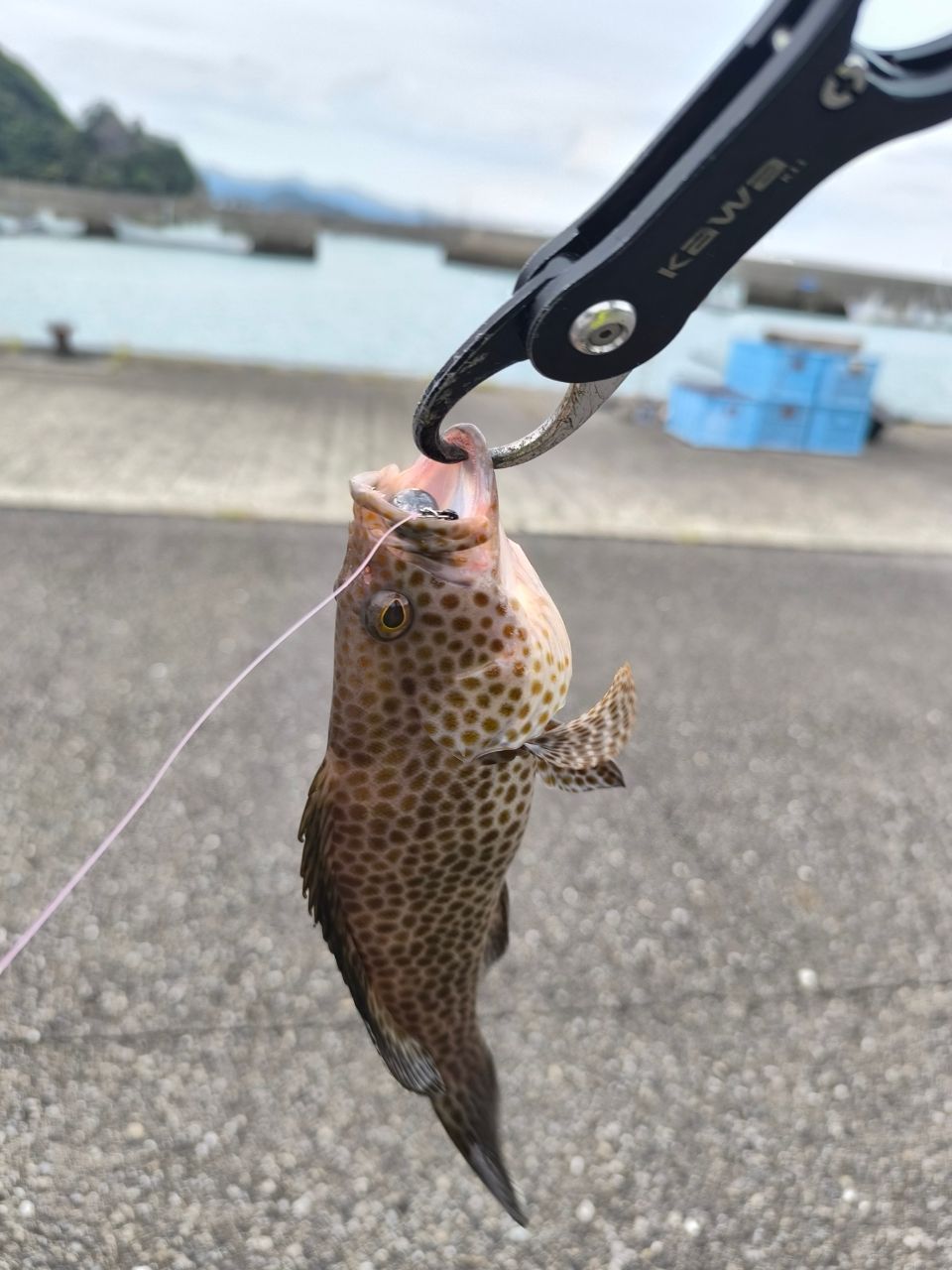 オオモンハタ