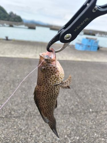 オオモンハタの釣果