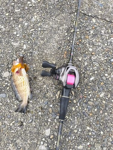 オオモンハタの釣果