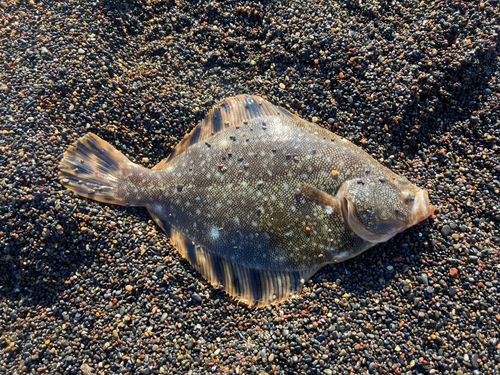 マツカワの釣果
