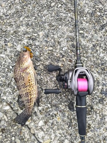 オオモンハタの釣果