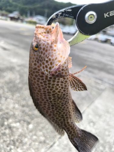 オオモンハタの釣果