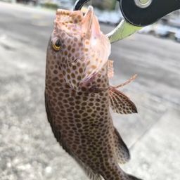 オオモンハタ