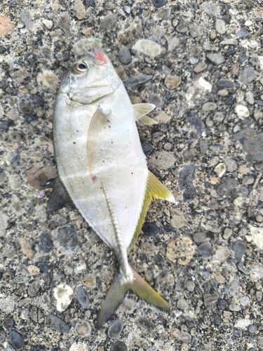 ギンガメアジの釣果