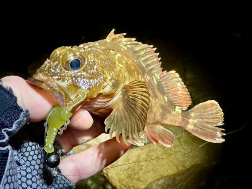 ガシラの釣果