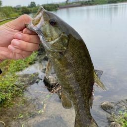 スモールマウスバス