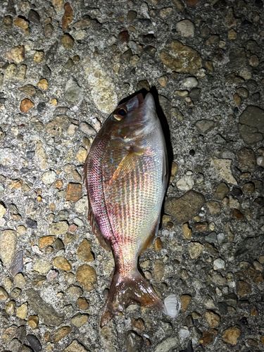 チャリコの釣果