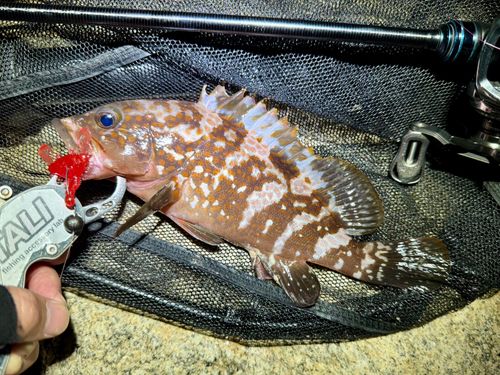 アコウの釣果