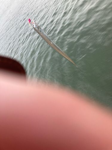 タチウオの釣果