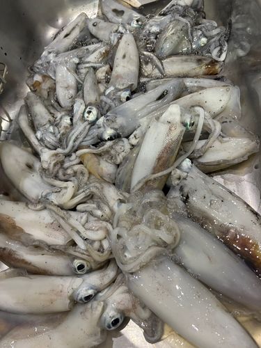 米代川下流