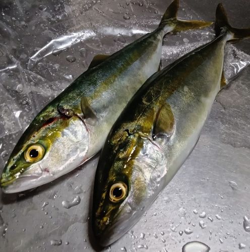 ヤズの釣果