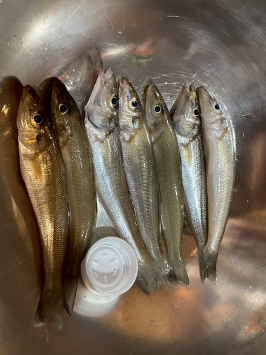 キスの釣果
