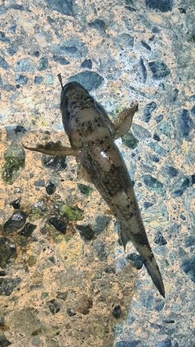 ハゼの釣果